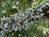 Hypotrachyna revoluta-5.jpg
